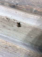 Labarrus cincticulus