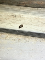 Labarrus cincticulus