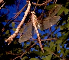 Rhionaeschna multicolor