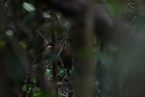 Madagascar Forest Rail (Mentocrex kioloides), photo 9