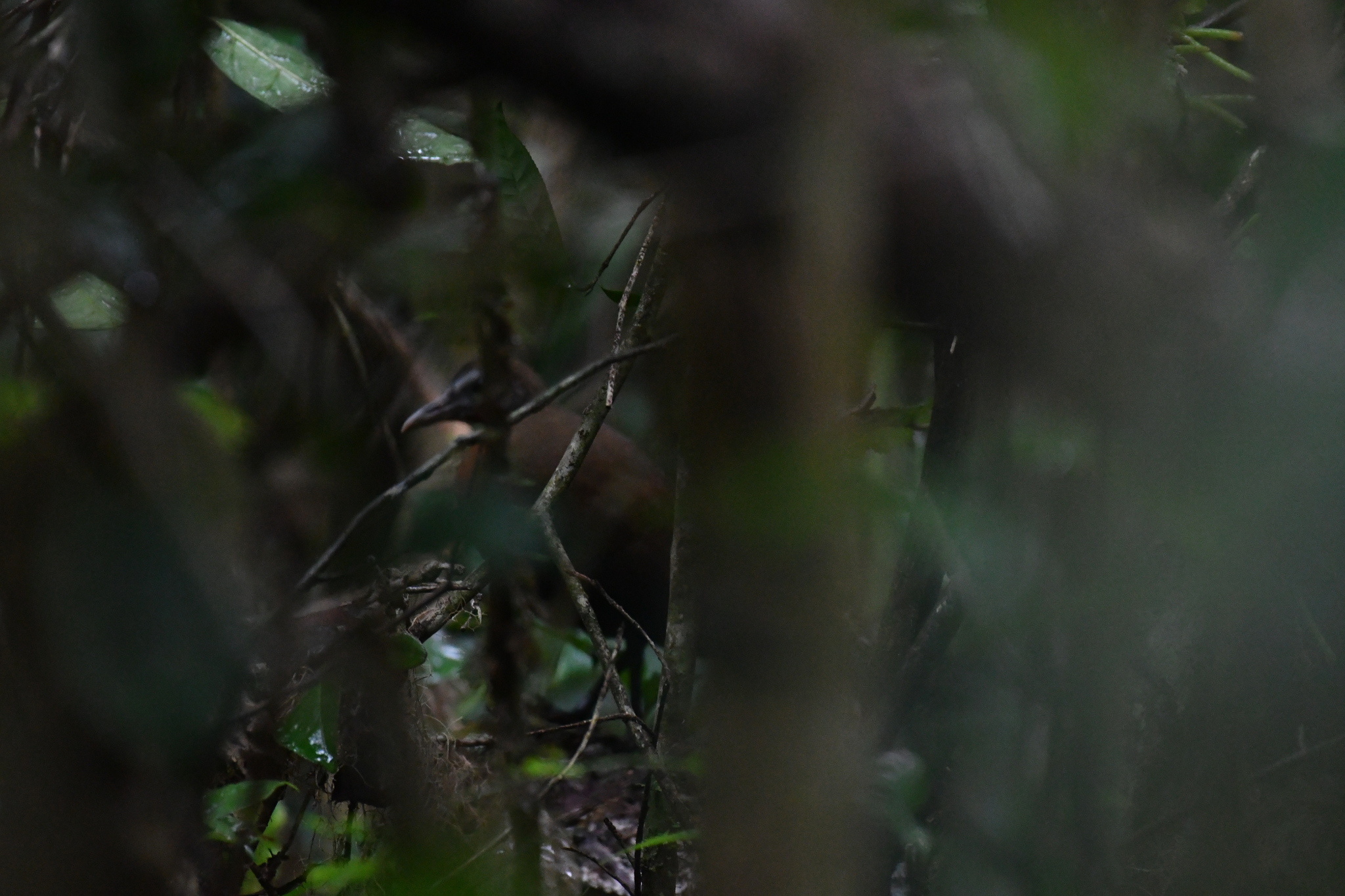 Madagascar Forest Rail (Mentocrex kioloides), photo 3