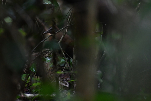 Madagascar Forest Rail (Mentocrex kioloides), photo 4
