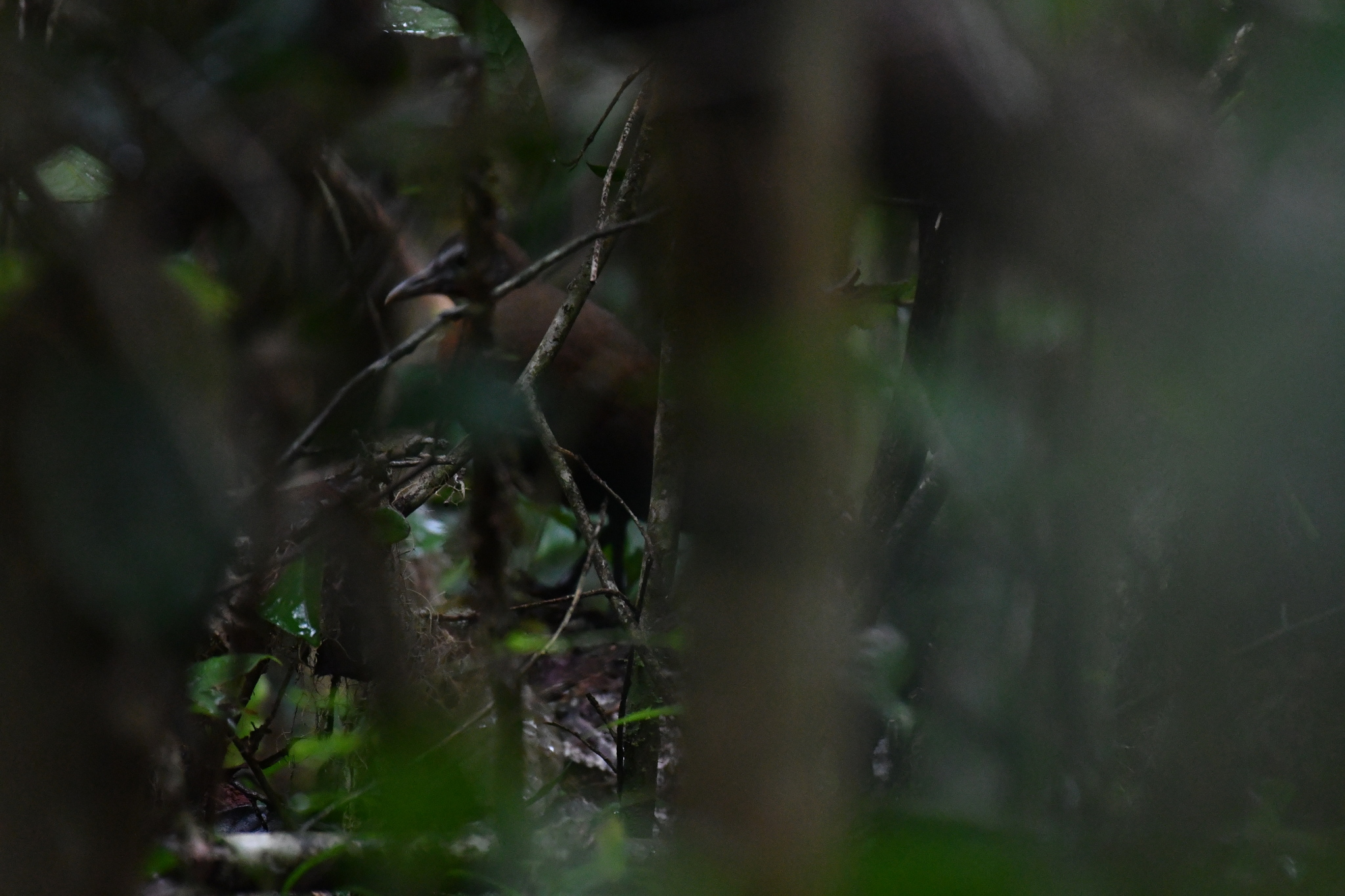 Madagascar Forest Rail (Mentocrex kioloides), photo 4