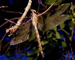 Rhionaeschna multicolor