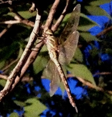 Rhionaeschna multicolor