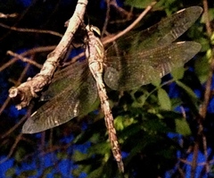 Rhionaeschna multicolor