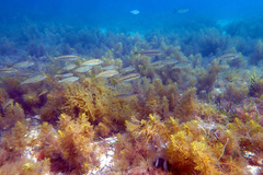 Helotes octolineatus