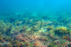 Helotes octolineatus