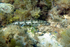 Platycephalus laevigatus