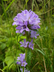 Campanula cervicaria