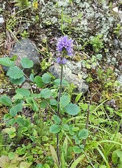 Campanula cervicaria
