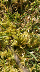 Rhytidiadelphus squarrosus