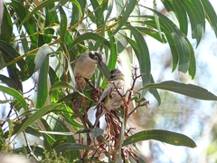Melithreptus brevirostris