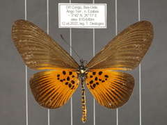 Acraea vestalis