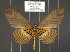 Acraea vestalis