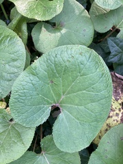 Petasites pyrenaicus
