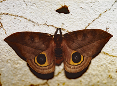 Automeris zugana