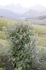 Buddleja salviifolia