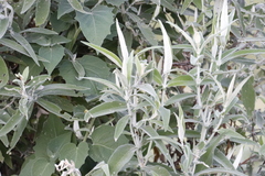 Buddleja salviifolia