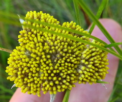 Helichrysum glomeratum
