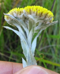 Helichrysum glomeratum