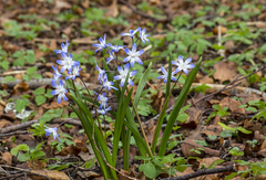 Scilla forbesii