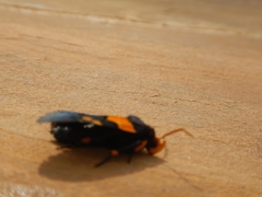 Egybolis vaillantina