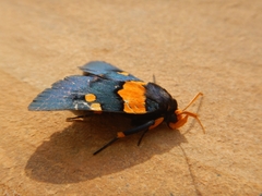 Egybolis vaillantina