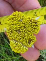 Helichrysum glomeratum