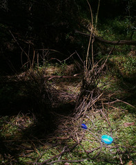 Ptilonorhynchus violaceus violaceus