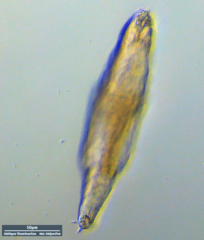 Philodina