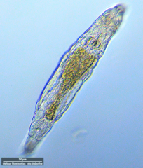 Philodina