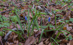 Muscari armeniacum
