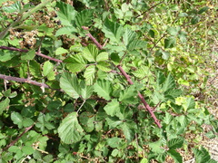 Rubus leucostachys