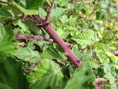 Rubus leucostachys