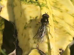 Meliscaeva auricollis