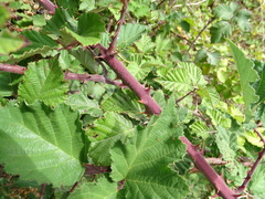 Rubus leucostachys