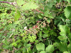 Rubus leucostachys