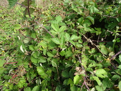 Rubus leucostachys