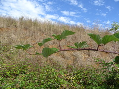 Rubus leucostachys