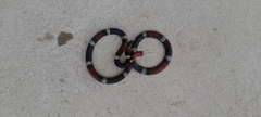 Micrurus pyrrhocryptus