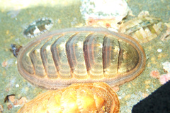 Ischnochiton contractus