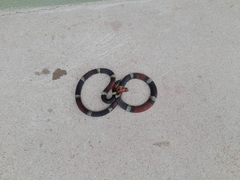 Micrurus pyrrhocryptus