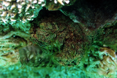 Pyura doppelgangera