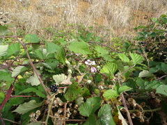 Rubus leucostachys