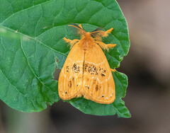 Euproctis punctifera