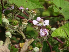 Rubus leucostachys