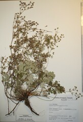 Potentilla inclinata