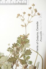 Potentilla inclinata