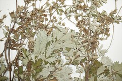 Potentilla inclinata